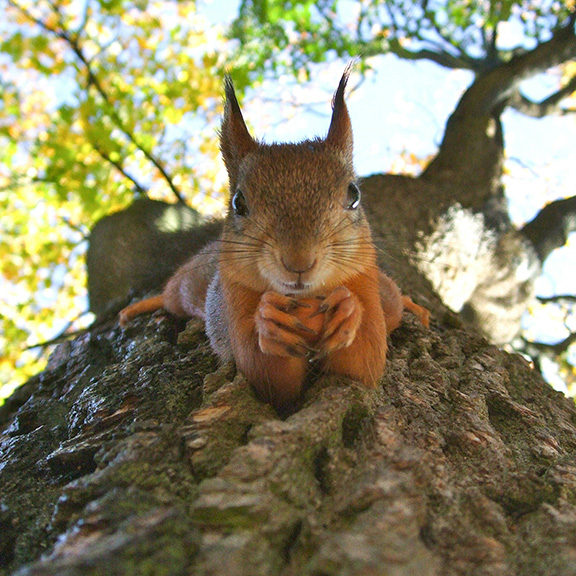 Squirrel